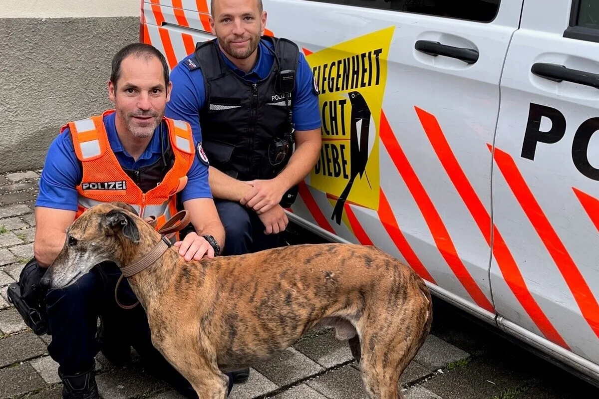 Stadt Chur / Autobahn A13 - Windhund sorgt für reichlich Chaos