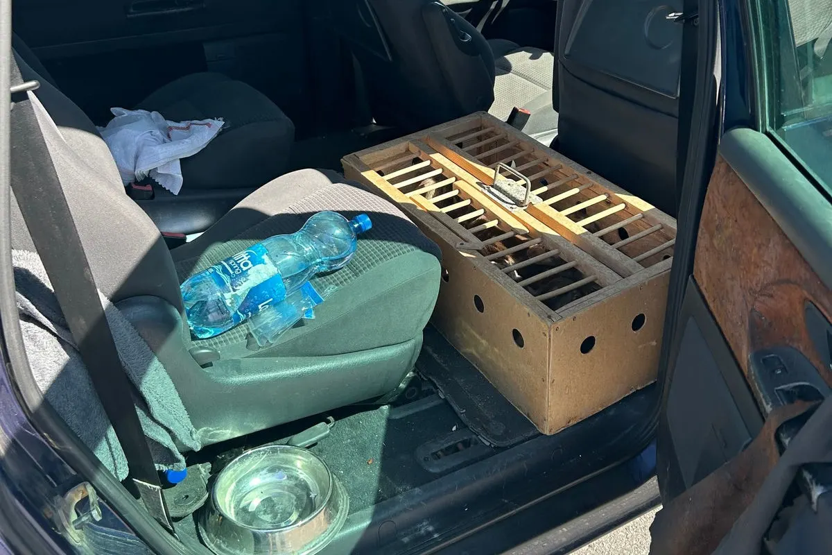 Der Innenraum eines Autos zeigt eine Holzkiste auf einem Sitz, daneben eine Wasserflasche und ein Metallnapf auf dem Boden.