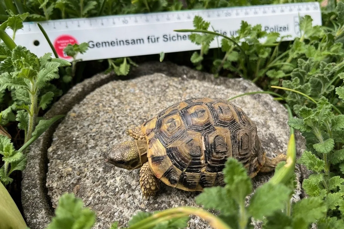 Schaffhausen – Verletzte Schildkröte gefunden