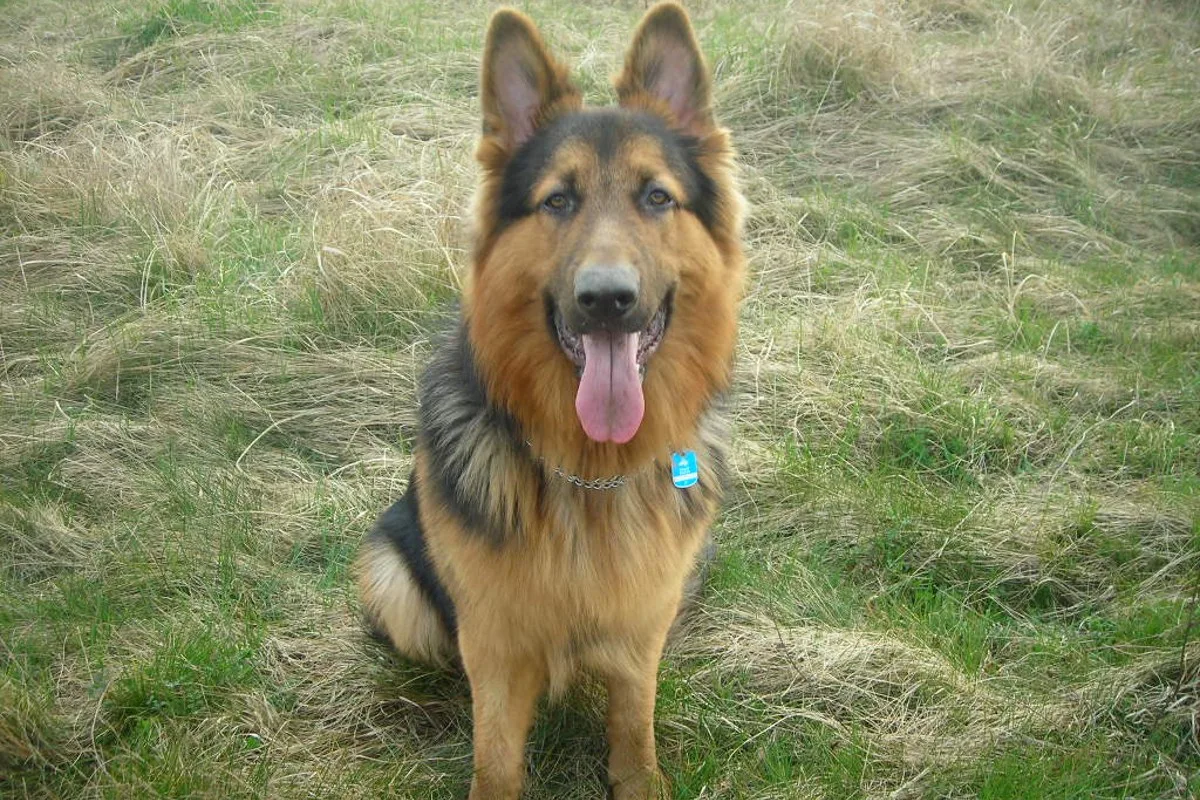 Rot an der Rot - Schäferhunde beißen Bub - Hundehalterin geflüchtet