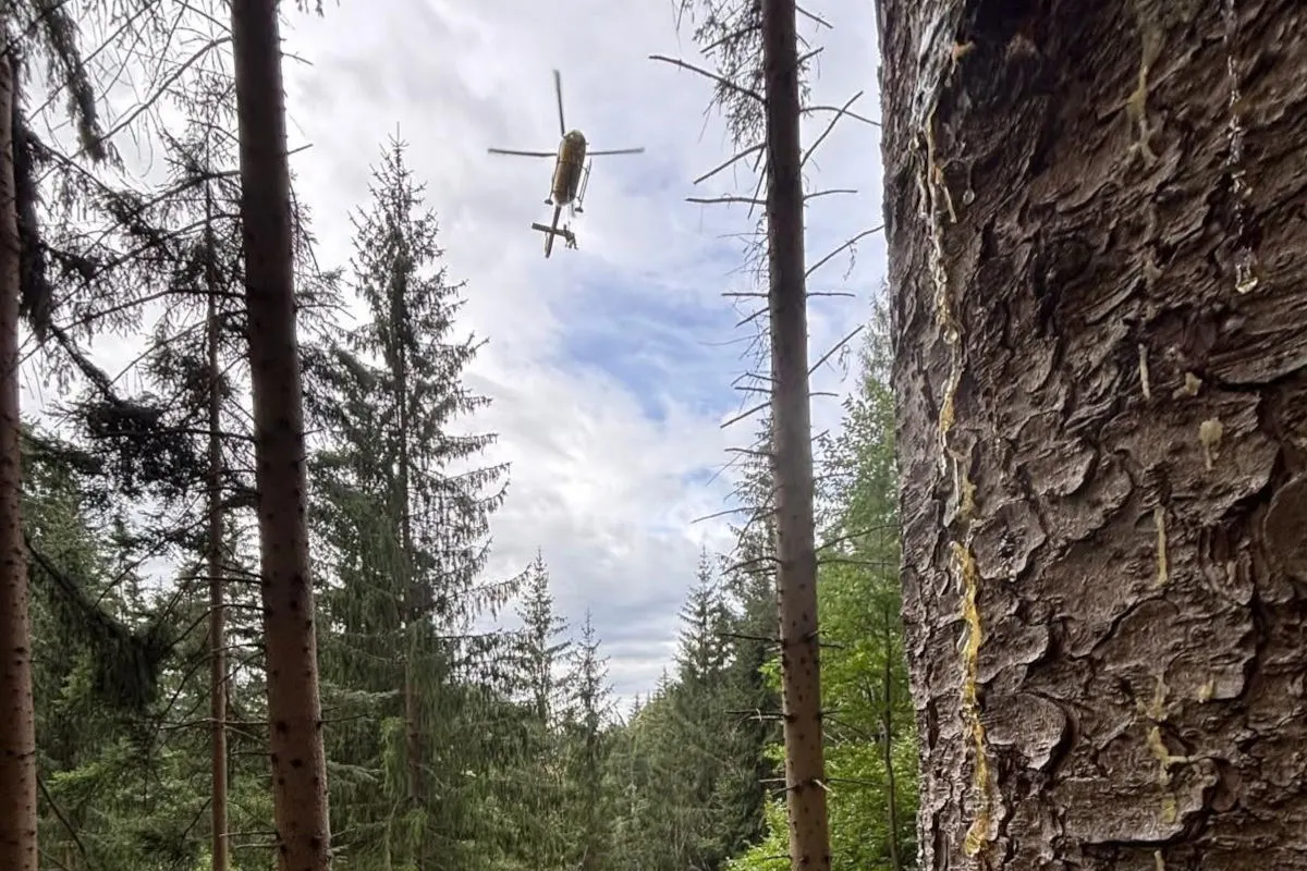 Ein Hubschrauber ist vor einem bewölkten Himmel zu sehen, wie er über einen dichten Nadelwald fliegt. Im Vordergrund sind Baumstämme erkennbar.