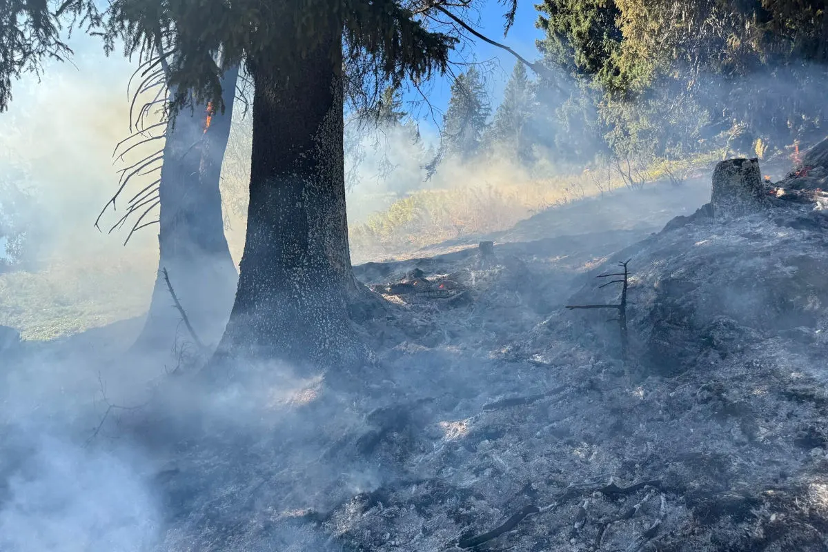 Ein Waldstück zeigt verbrannte Bäume und dichten Rauch, der sich am Boden entlang zieht. Die Szenerie deutet auf einen kürzlich stattgefundenen Waldbrand hin.