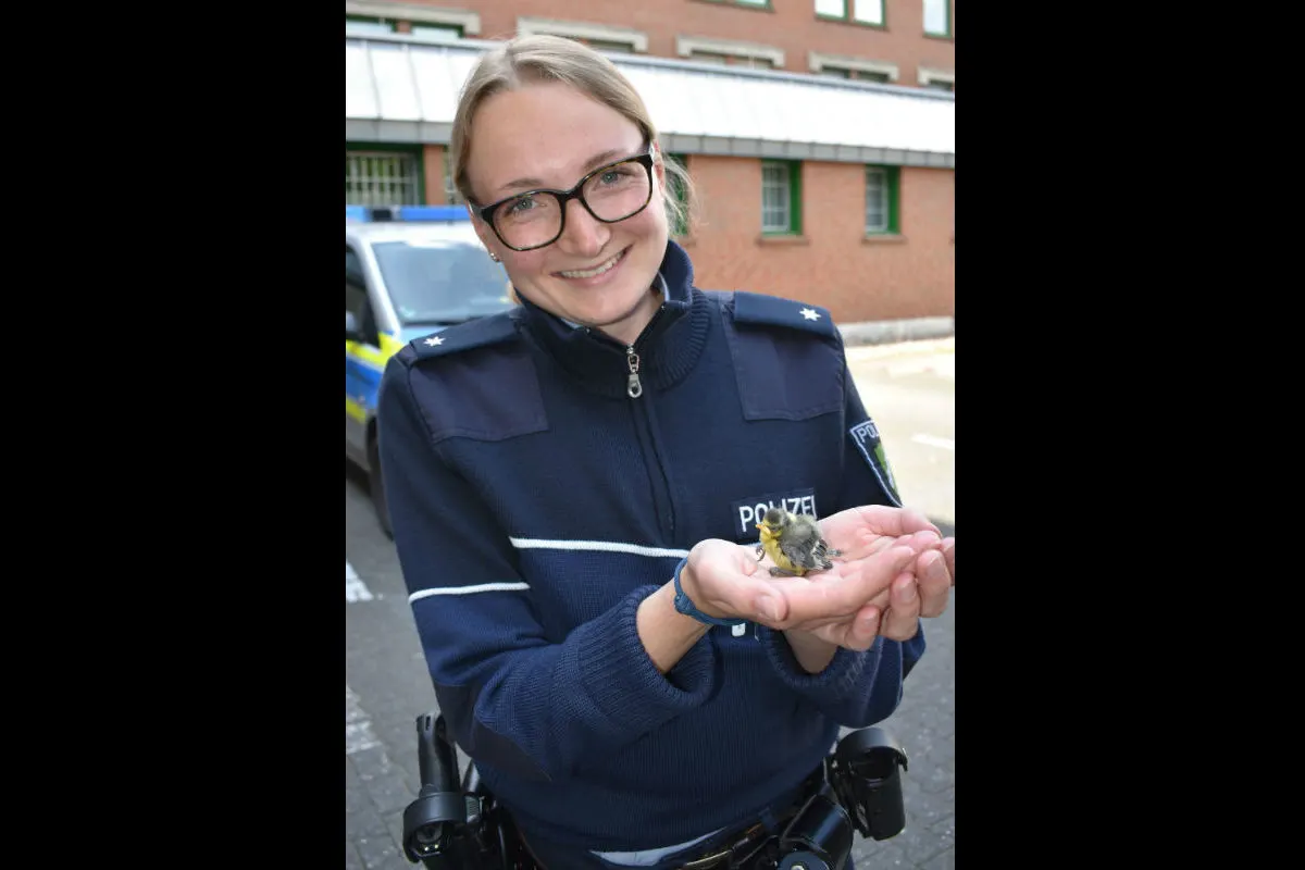Jungvogel auf der Strasse entdeckt