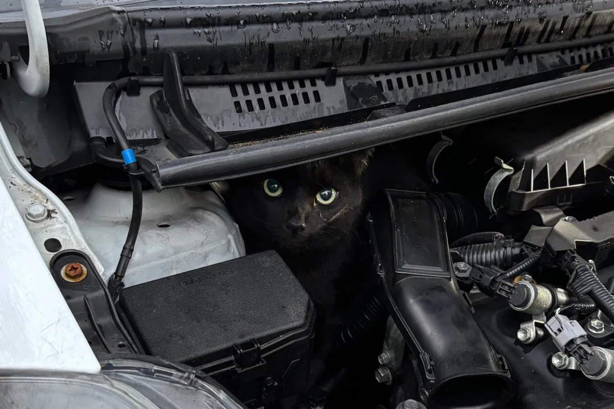 Obersendling – Feuerwehr rettet Kater aus misslicher Lage
