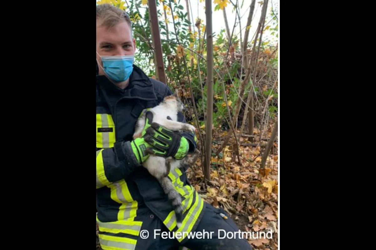 Dortmund – Katze im Betonsturz eingeklemmt