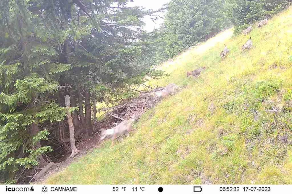 Calfeisental SG - Wolfsrudel hat Nachwuchs erhalten