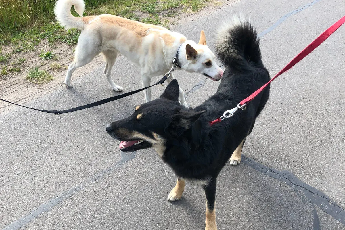 Binnen – Herrchen von Fundhunden gesucht
