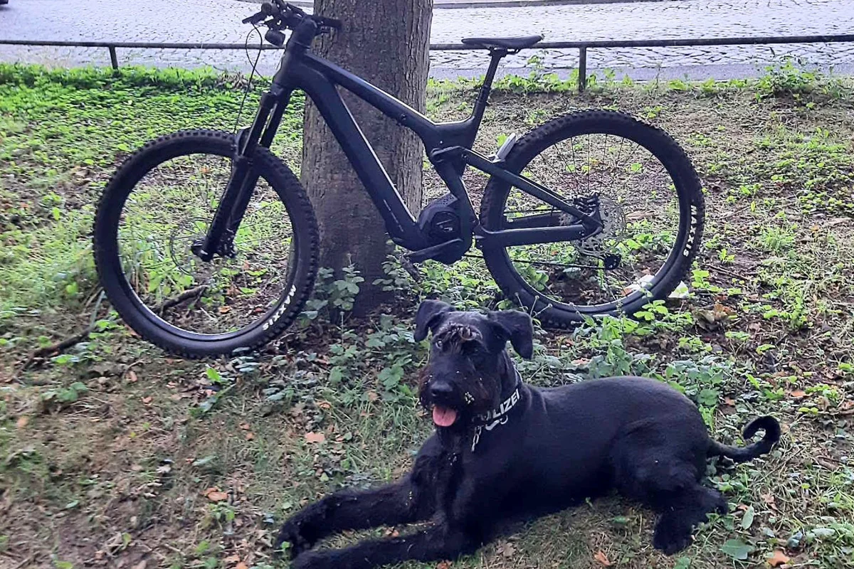 Travemünde SH – Diensthunde spüren gestohlene E-Bikes auf