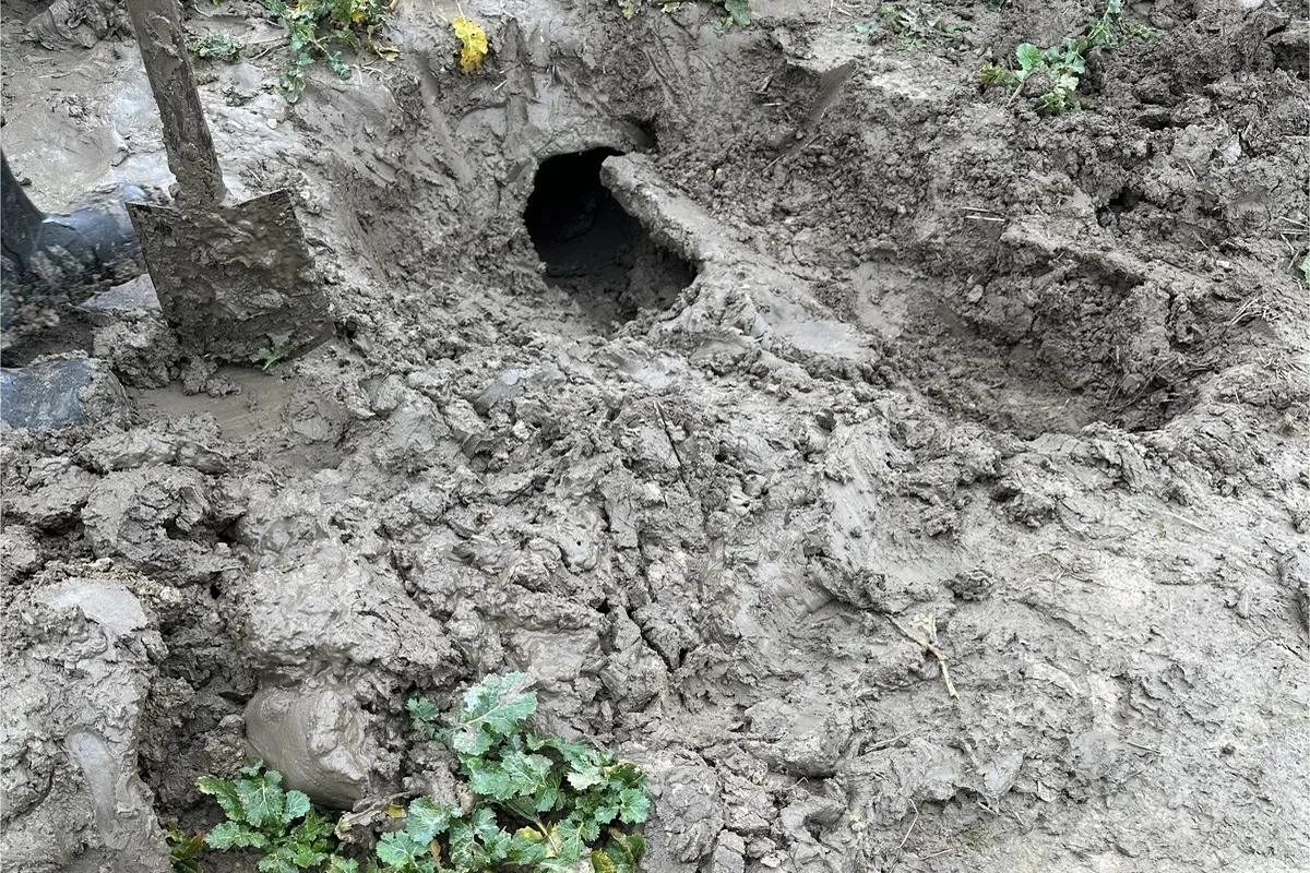 Horn-Bad Meinberg NW - Feuerwehr befreit Dackel aus misslicher Lage