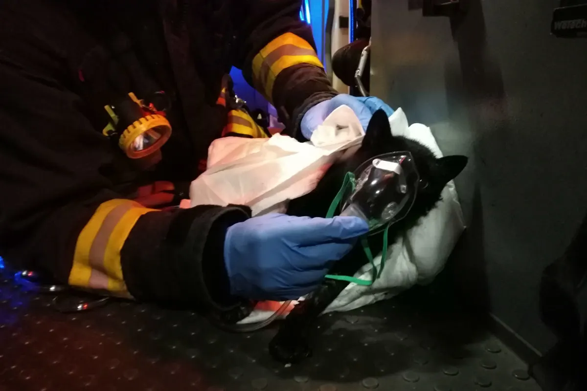 Feuerwehr rettet Katze aus den Flammen