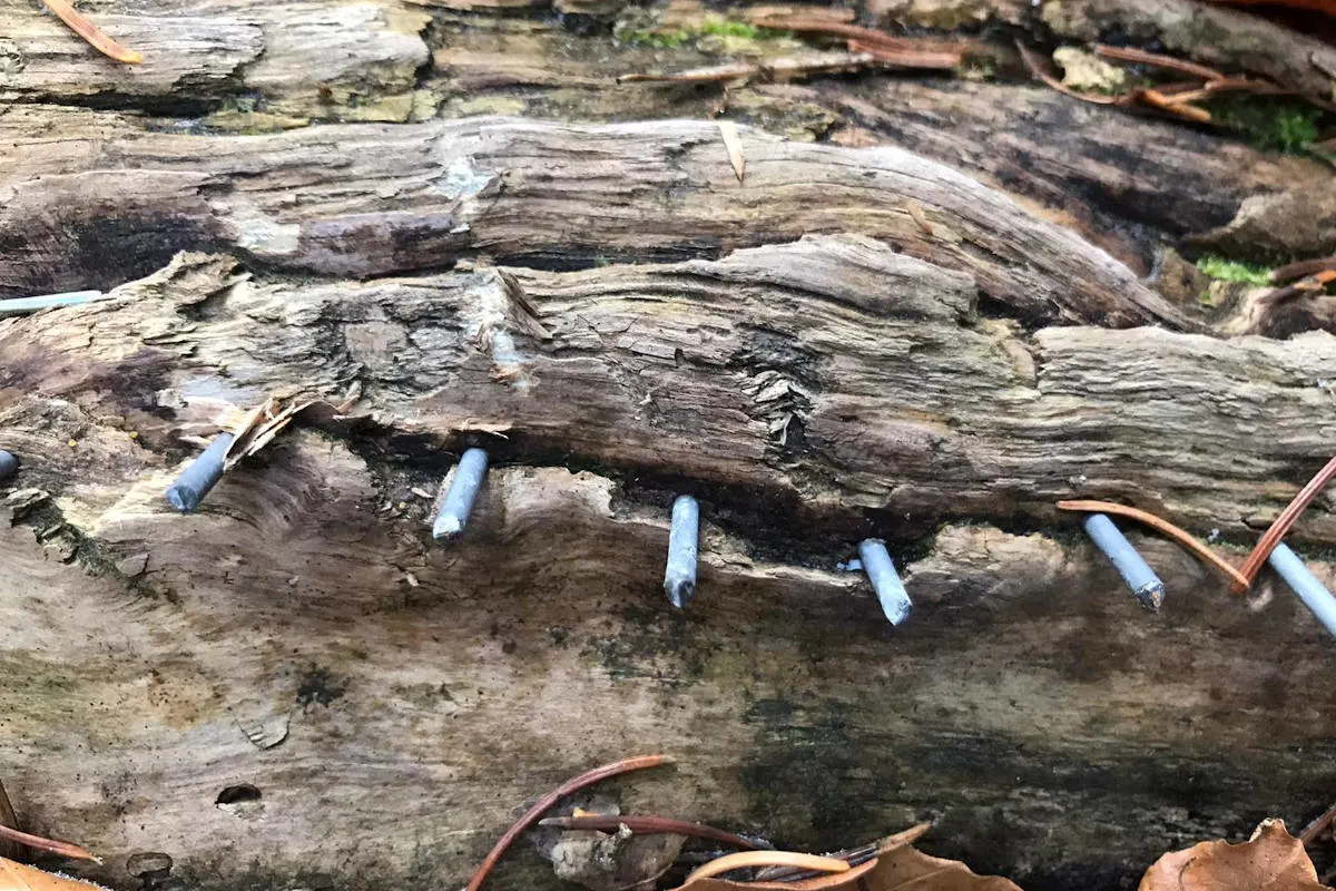Breuberg / Rai-Breitenbach - Nagelbretter auf Mountainbike-Strecke