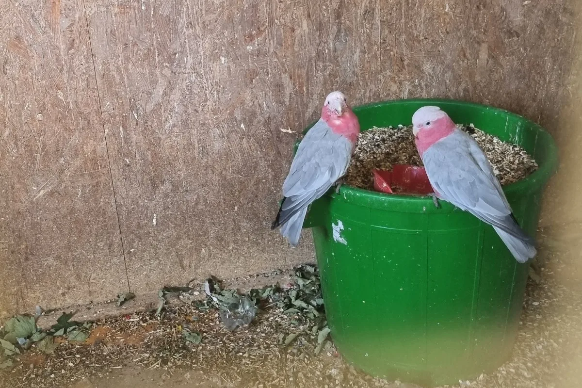 Dulliken SO - Vier Vögel aus Voliere gestohlen 