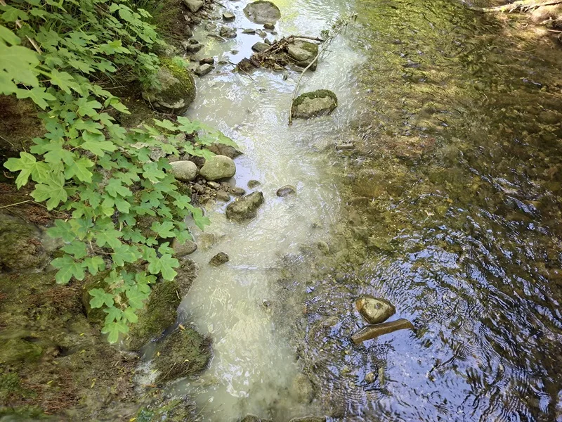 Der Bach fließt durch eine natürliche Umgebung, wobei das Wasser durch Pflanzen und Steine umrahmt ist. Teilweise ist das Wasser trüb, was auf eine mögliche Verschmutzung hindeutet.