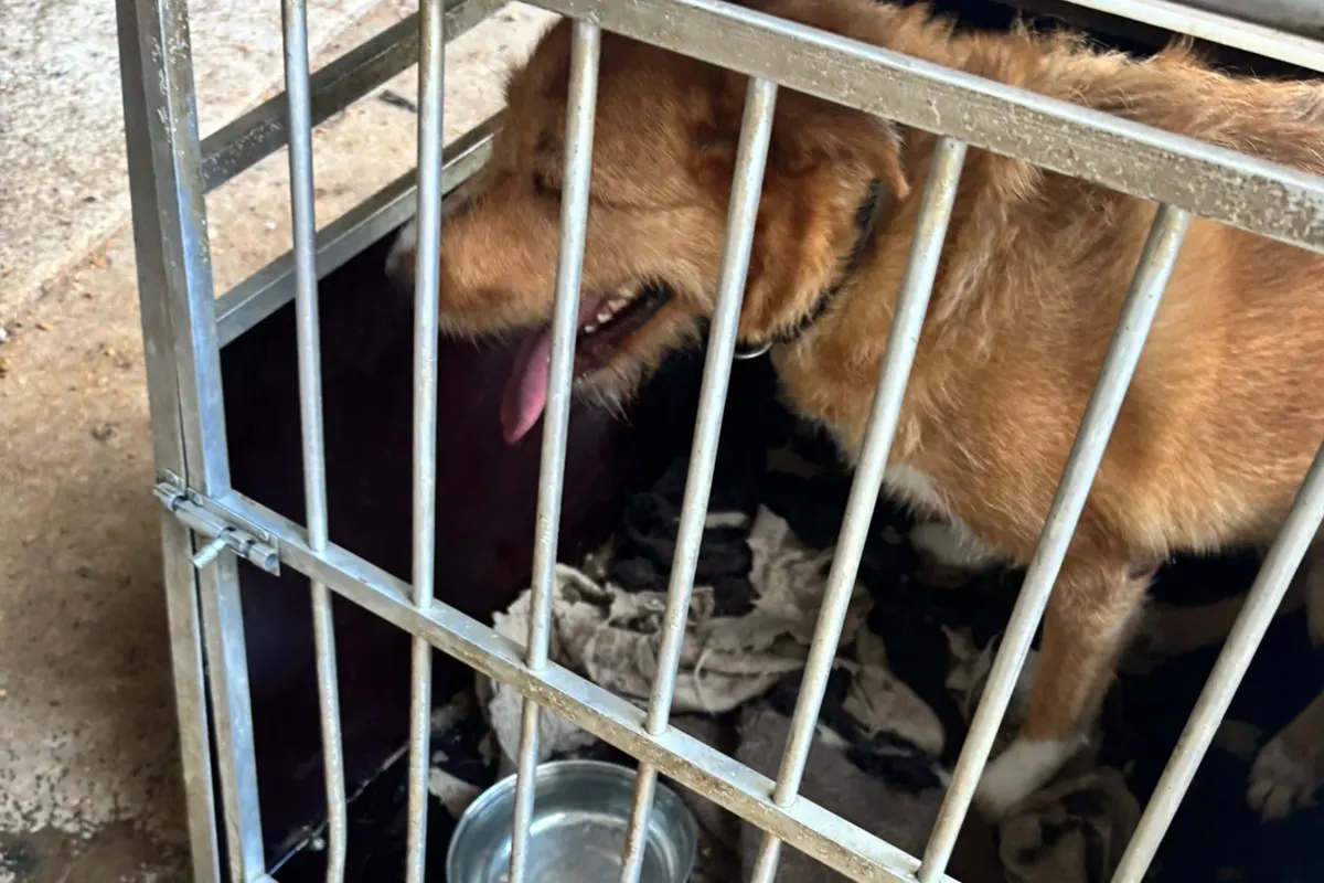 Ein brauner Hund sitzt in einem Käfig, in dem auch eine Decke und ein Wassernapf stehen. Der Hund hechelt und wirkt aufmerksam.