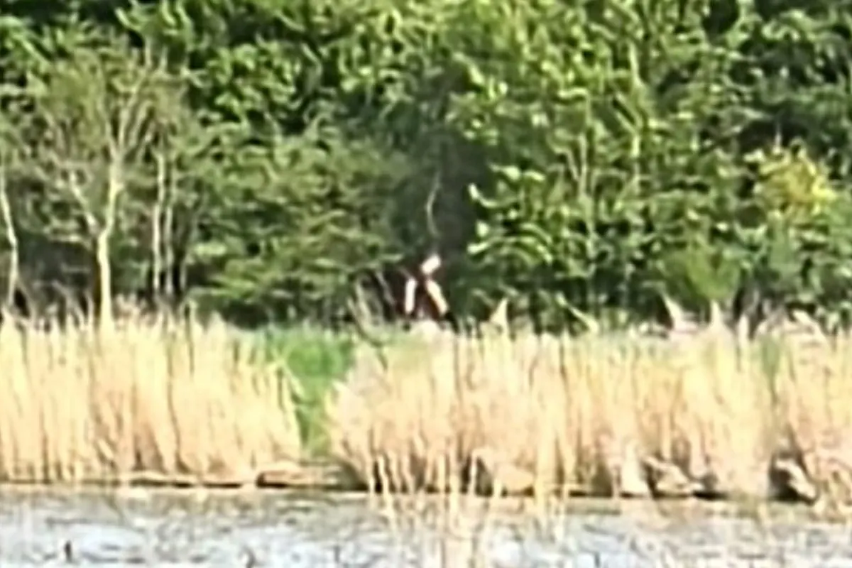 Eine Person geht am Rand eines Waldes, wo hohes Gras wächst. Im Vordergrund ist ein Gewässer zu sehen.