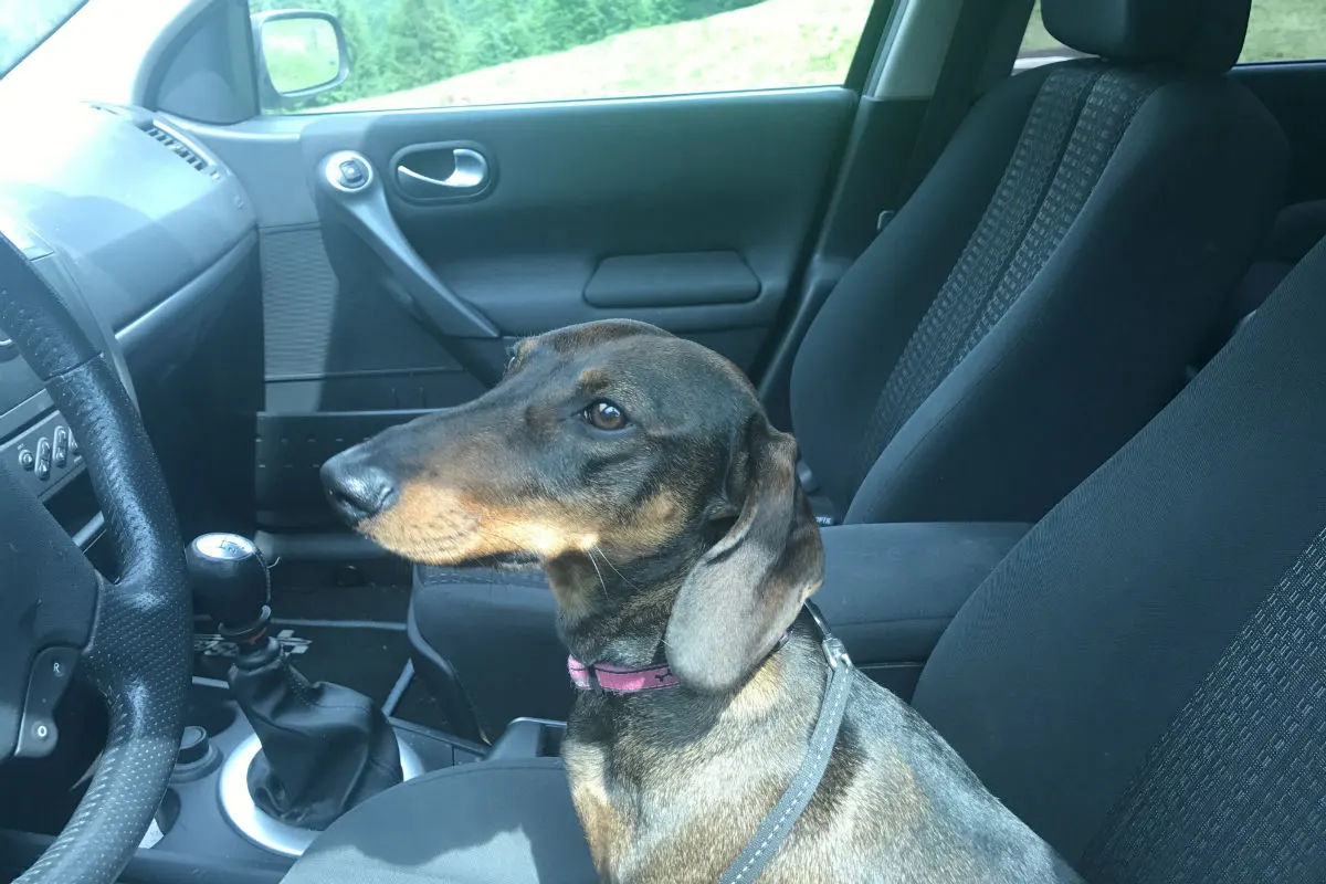 Hund im hitzigen Auto zurückgelassen!