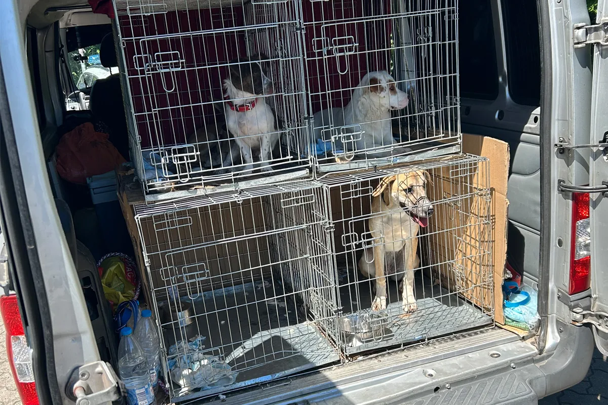 In einem grauen Fahrzeug sind drei Hunde in übereinandergestapelten Gitterkäfigen im Laderaum untergebracht.