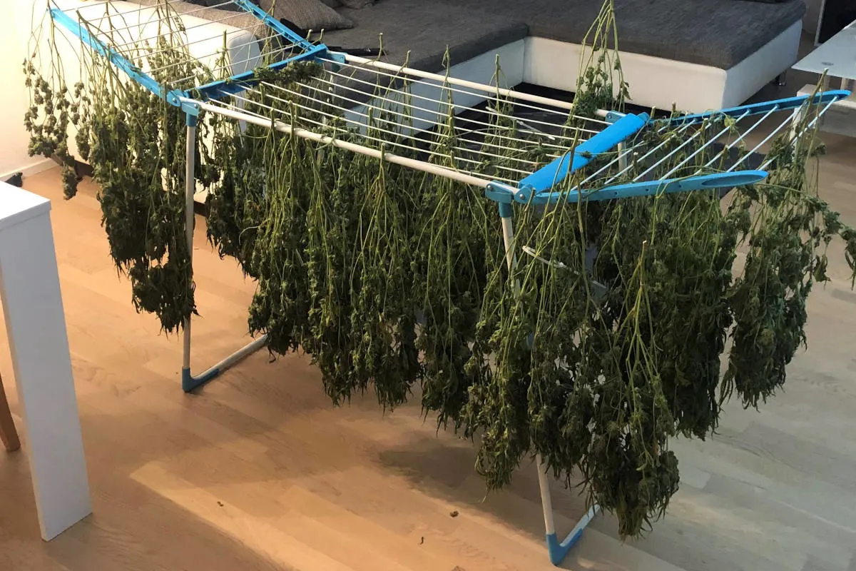 Beringen SH – Polizei stellt Mehrere Kilogramm an Hanfblüten sicher