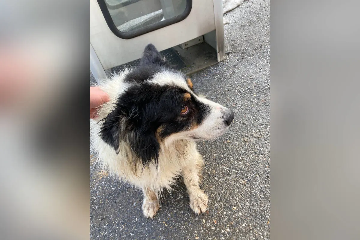 Anger (Bezirk Weiz) – Hund aus Bach gerettet