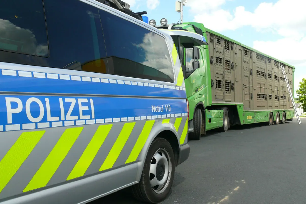 Vorbildlicher Ferkeltransport - LKW mit Pferden musste umgeladen werden!