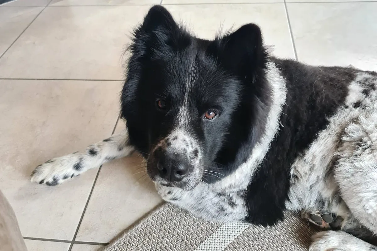Fischbach - Vermisster Hund wurde erschossen