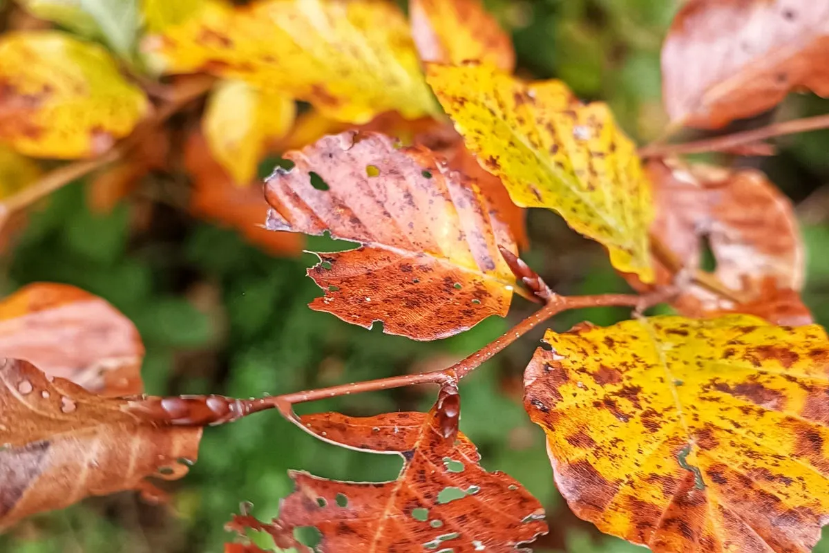 Das Bild zeigt eine Nahaufnahme von Herbstblättern in verschiedenen Farben von Gelb bis Braun mit sichtbaren Verfärbungen und Löchern. Der Hintergrund ist unscharf und zeigt weitere herbstliche Vegetation.
