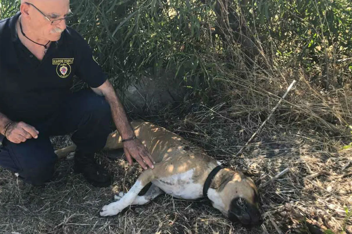 Hund mit 12 Schüssen aus fahrendem Auto exekutiert