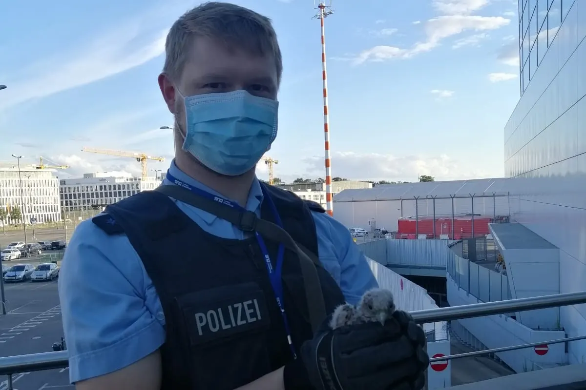 Düsseldorf - Bundespolizisten bringen jungen Falken in Sicherheit