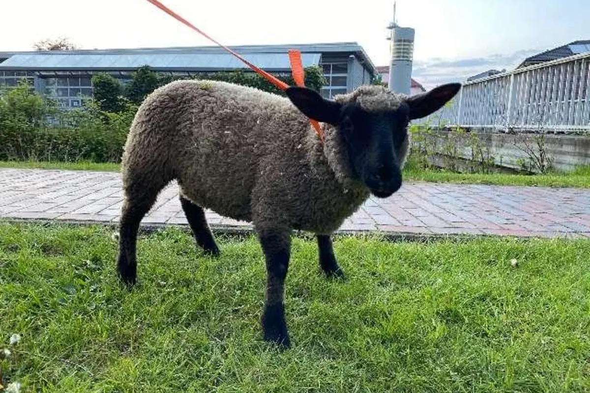Delmenhorst - Eigentümer eines Lamms gesucht