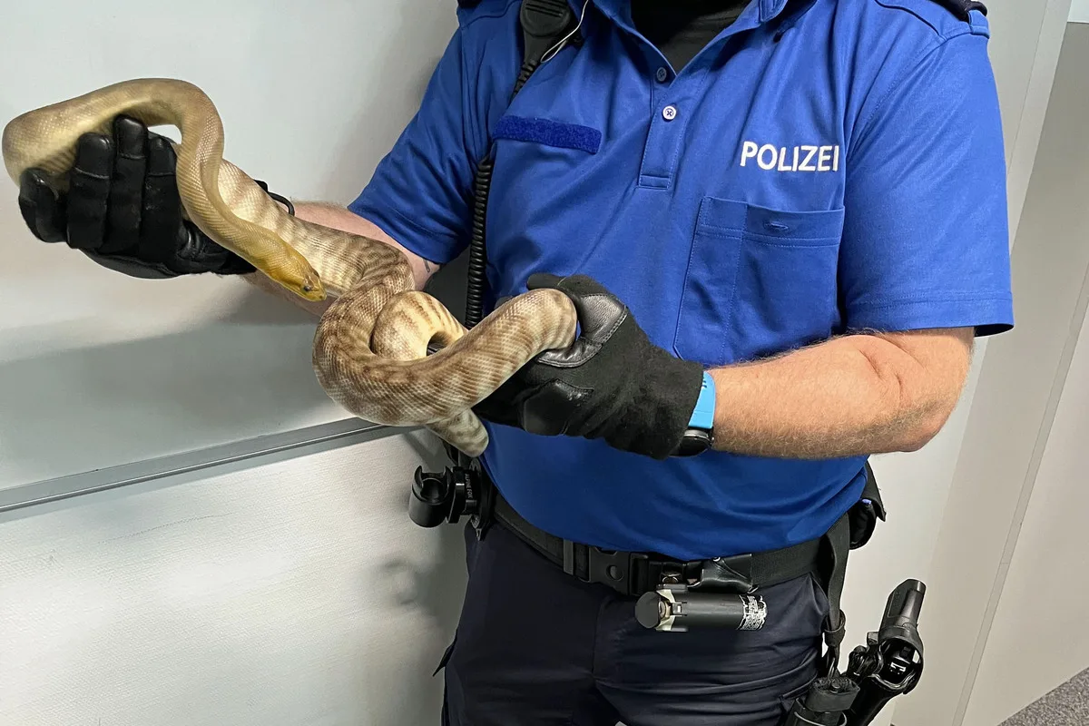 Kriens LU - Eineinhalb Meter langer Python ausgebüxt