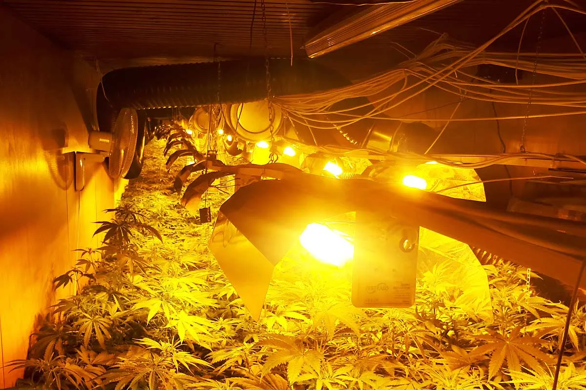 Gnadental - Polizei entdeckt Professionelle Drogenplantage im Keller eines Mehrfamilienhauses!