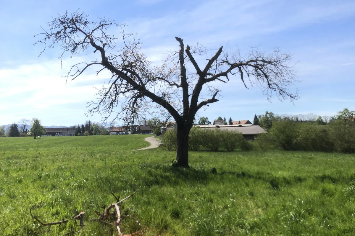 Muolen SG – Mit Fallschirm gegen Baum geflogen