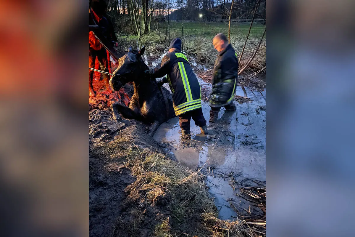 Horn-Bad Meinberg – Pferd fast vollständig in Schlamm versunken