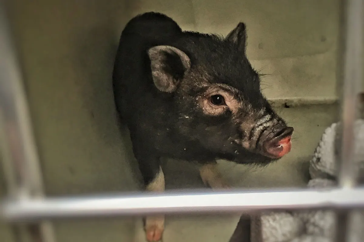 Streunendes Ferkel mit Weihnachtsplätzchen angelockt