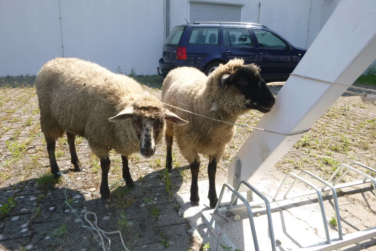 Rheinau – Tierbesitzer von zwei Schafen gesucht