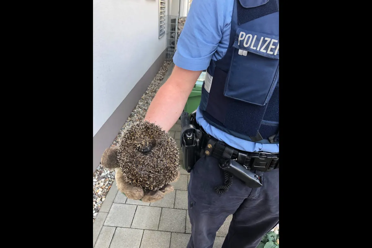 Igel steckt im Zaun fest