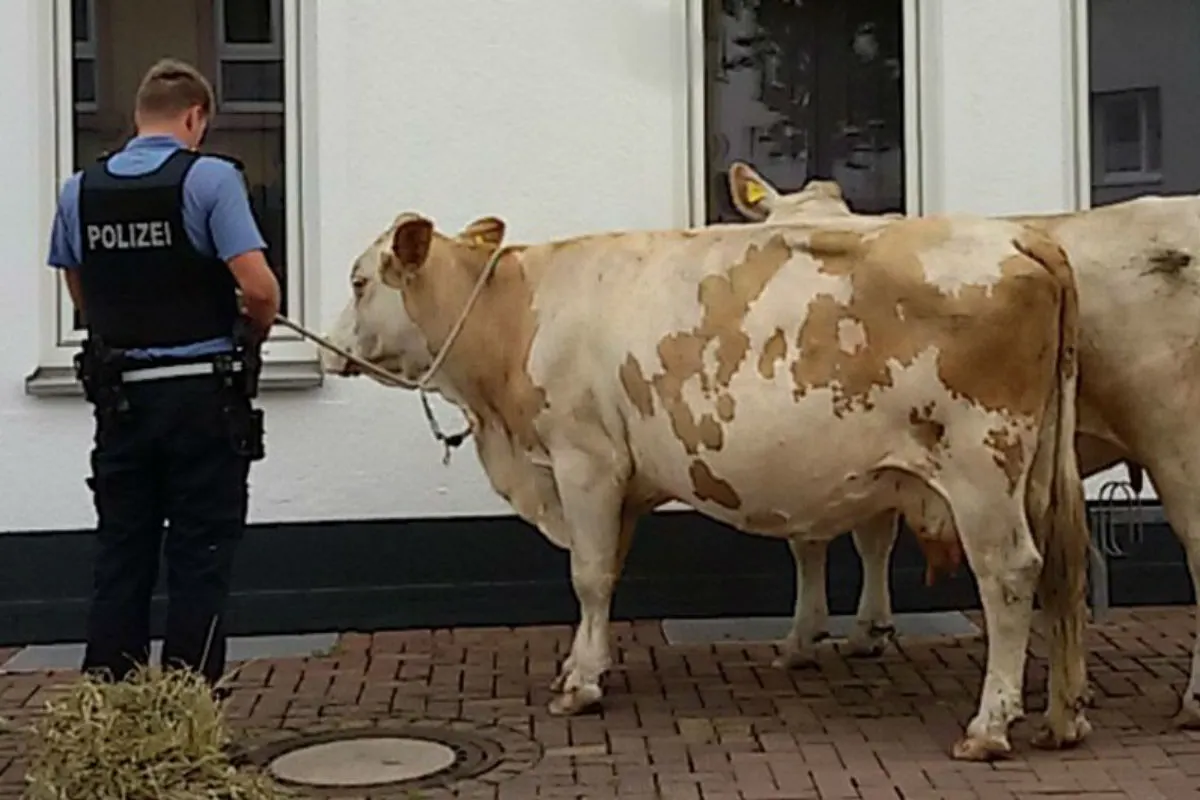 Zwei Kühe ausgebrochen