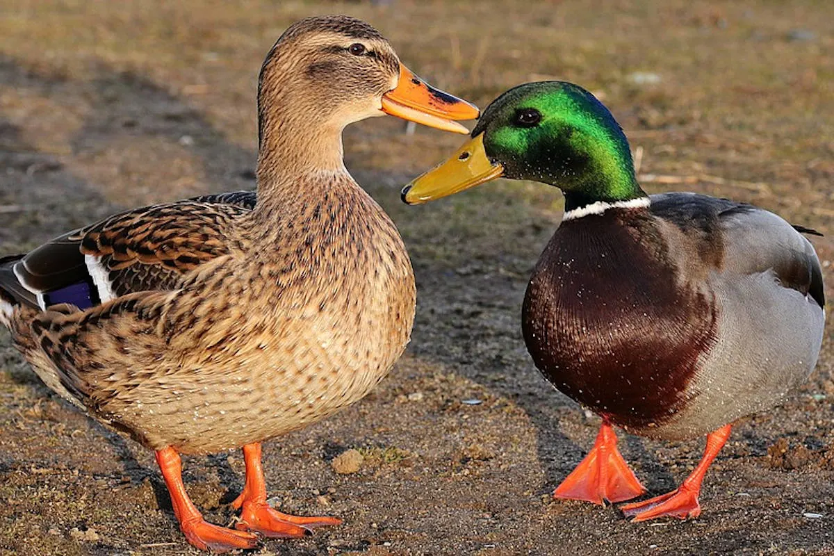 Wörth am Rhein – Enten entziehen sich Kontrolle