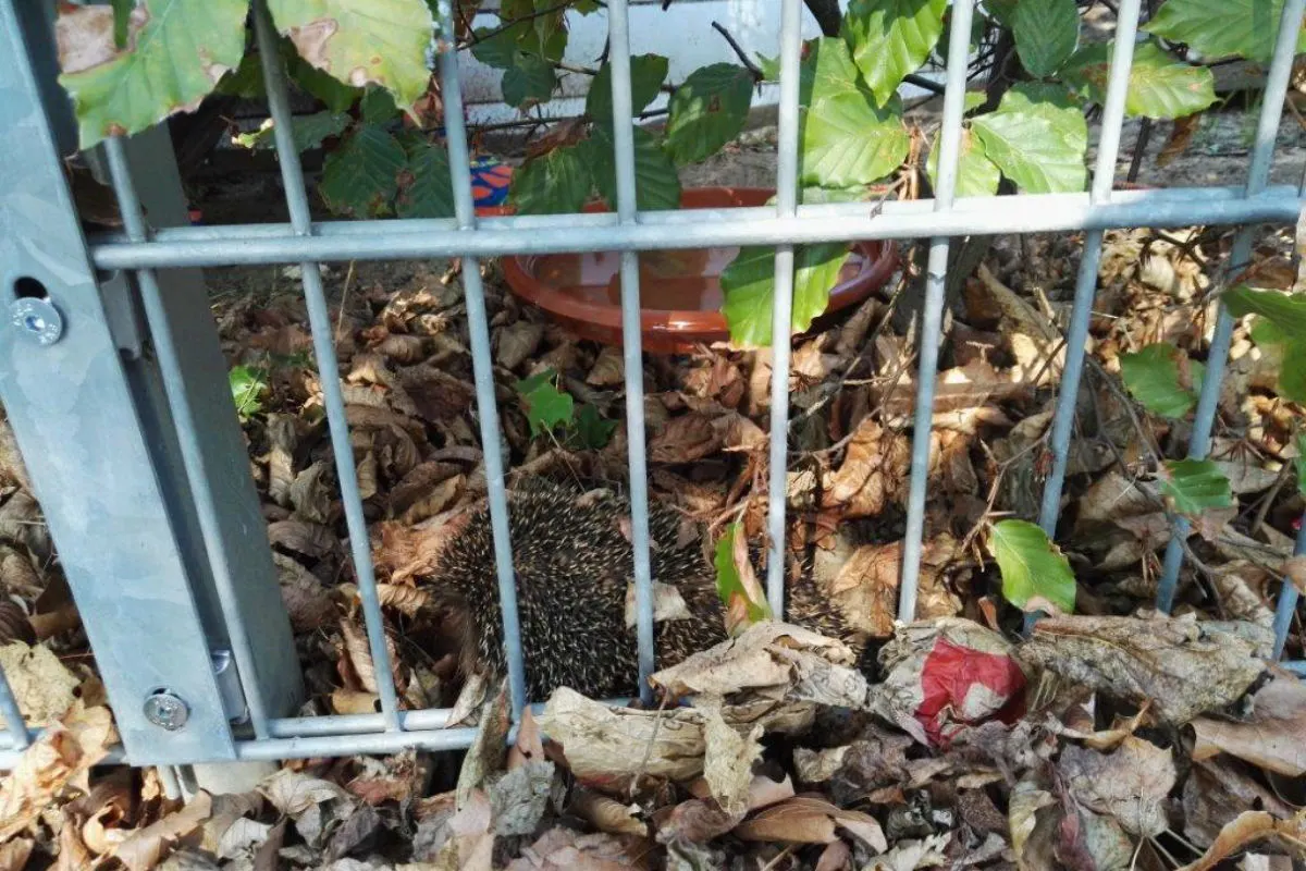 Igel aus Notlage befreit