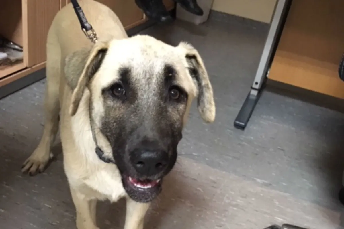 Tierquälerei - Hundewelpe wurde im Weinberg ausgesetzt