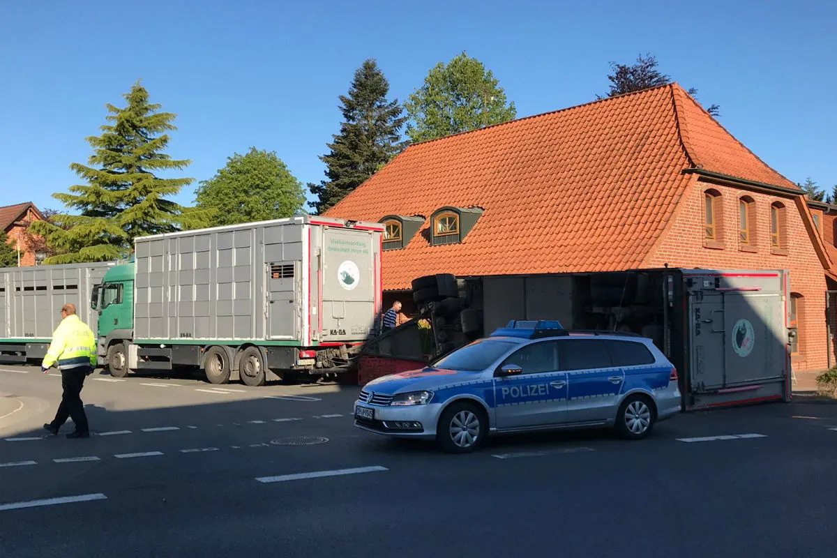  Schweinetransporter mit 90 Schweinen drin umgekippt