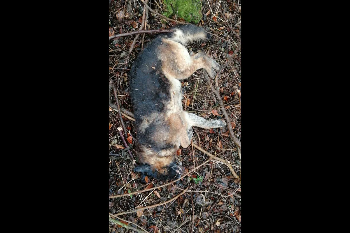 Eichsfeld – Fund eines toten Schäferhundes