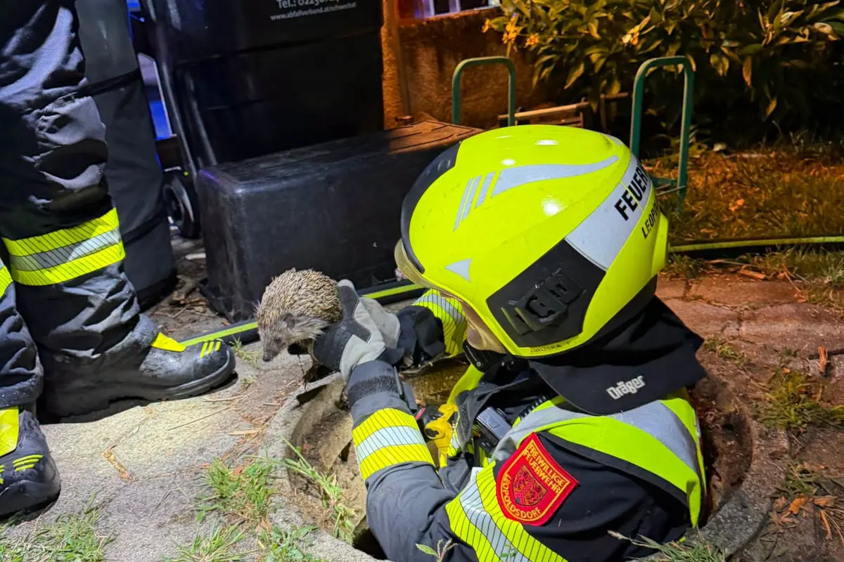 Ein Feuerwehrmann in Schutzkleidung hebt einen kleinen Igel aus einem Schacht. Der Einsatz findet im Freien statt, nahe einem Haus.