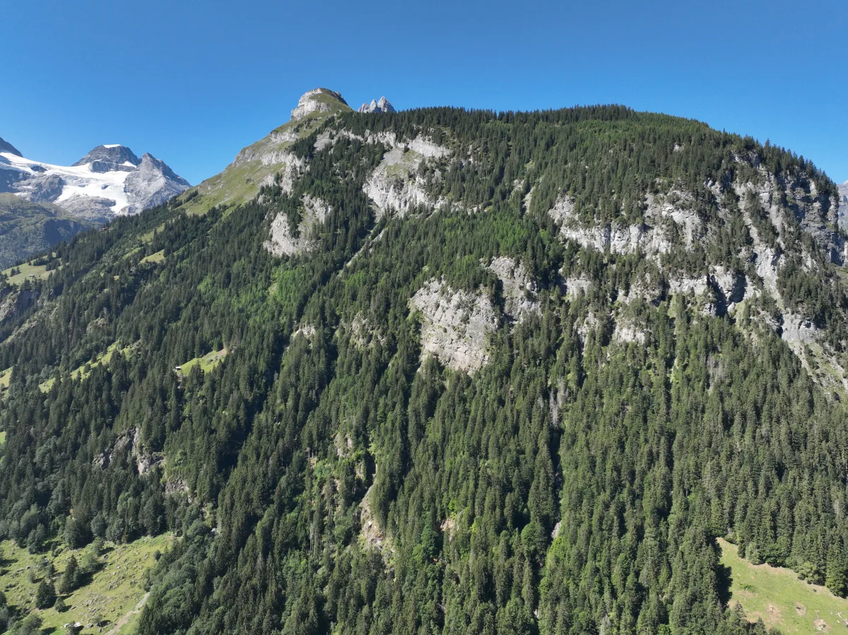 Die Aufnahme zeigt eine bewaldete Berglandschaft mit felsigen Gipfeln unter klarem, blauem Himmel. Ein Gletscher ist im Hintergrund sichtbar.