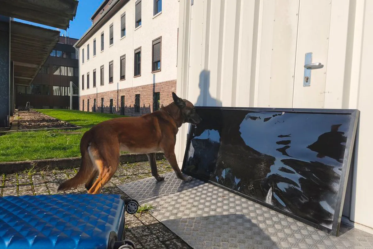 Beverungen – Polizeihund entdeckt 65 Kilogramm Drogen