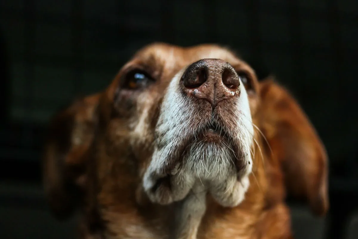 Hund beisst Jugendlichen