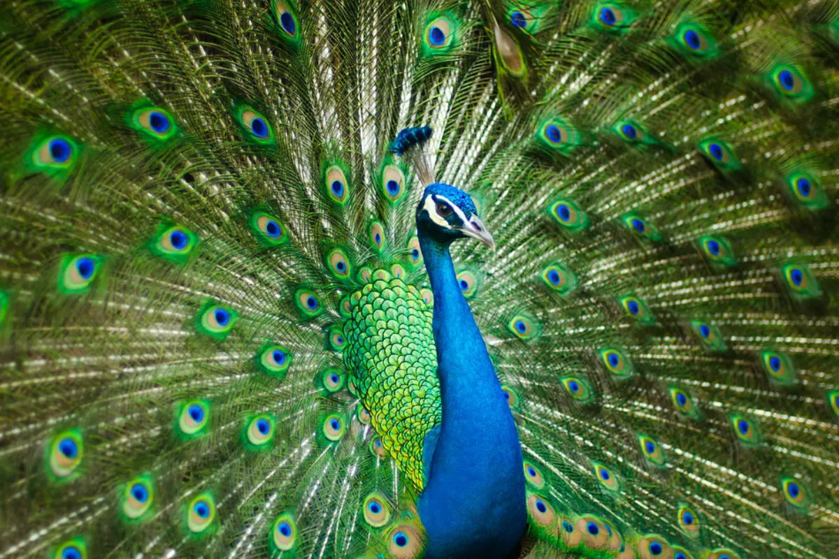 Pfau auf dem Friedhof gesichtet