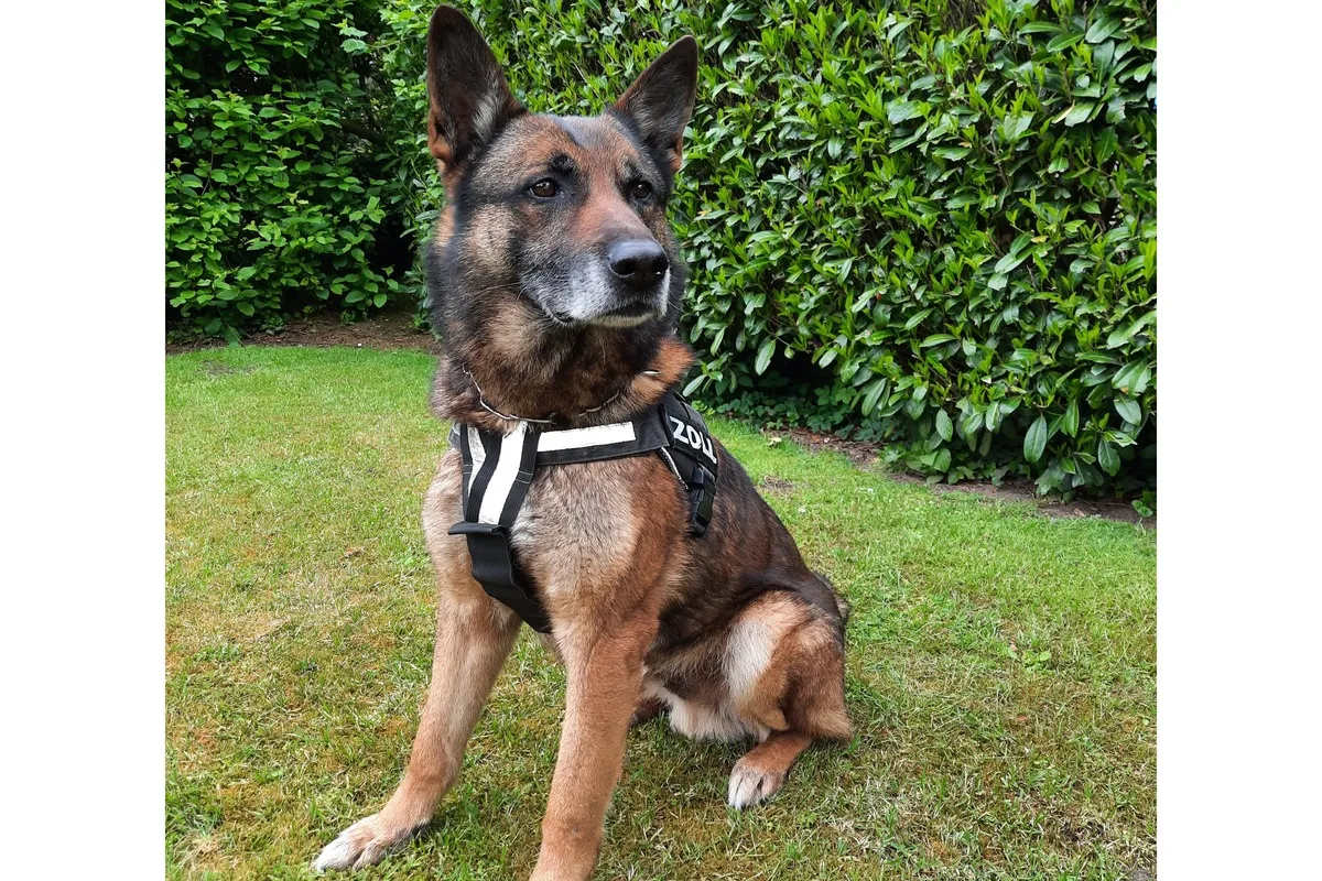 Kreis Kleve - Zollhund erschnuppert Rauschgift im Wert von rund 2,5 Millionen Euro