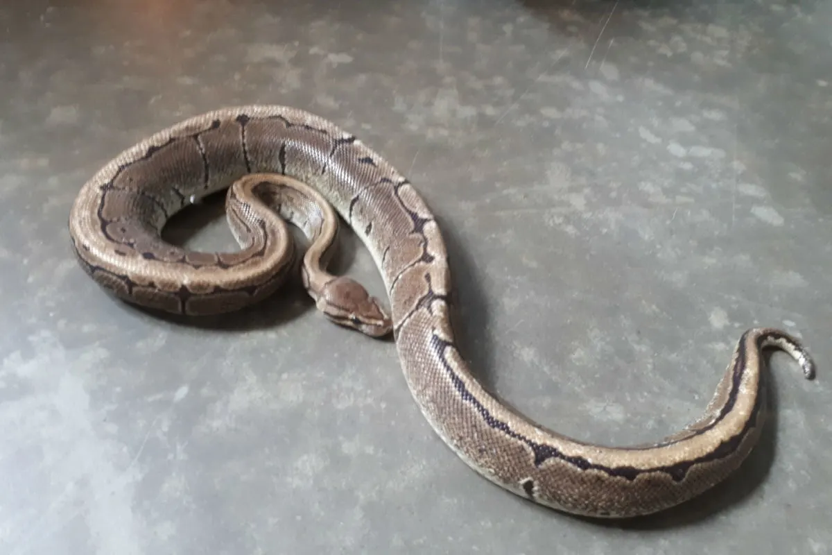 Aalen-Wasseralfingen -: Besitzer von Python gesucht
