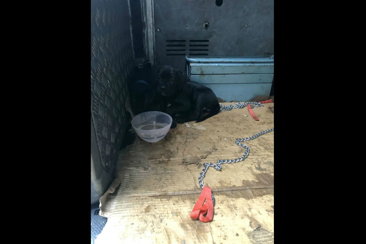 Drei Hundewelpen aus Sprinter befreit